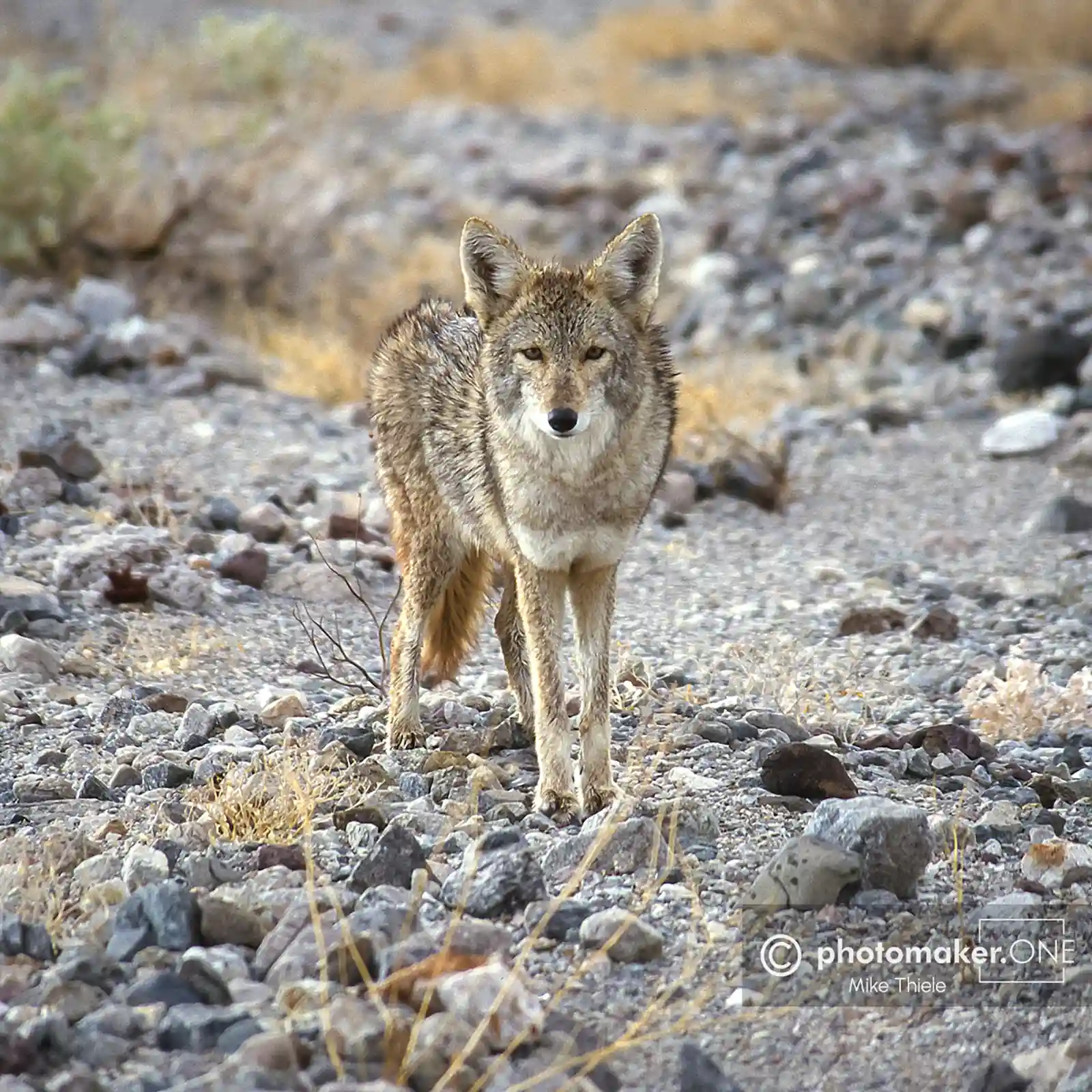 Kojote im Death-Valley